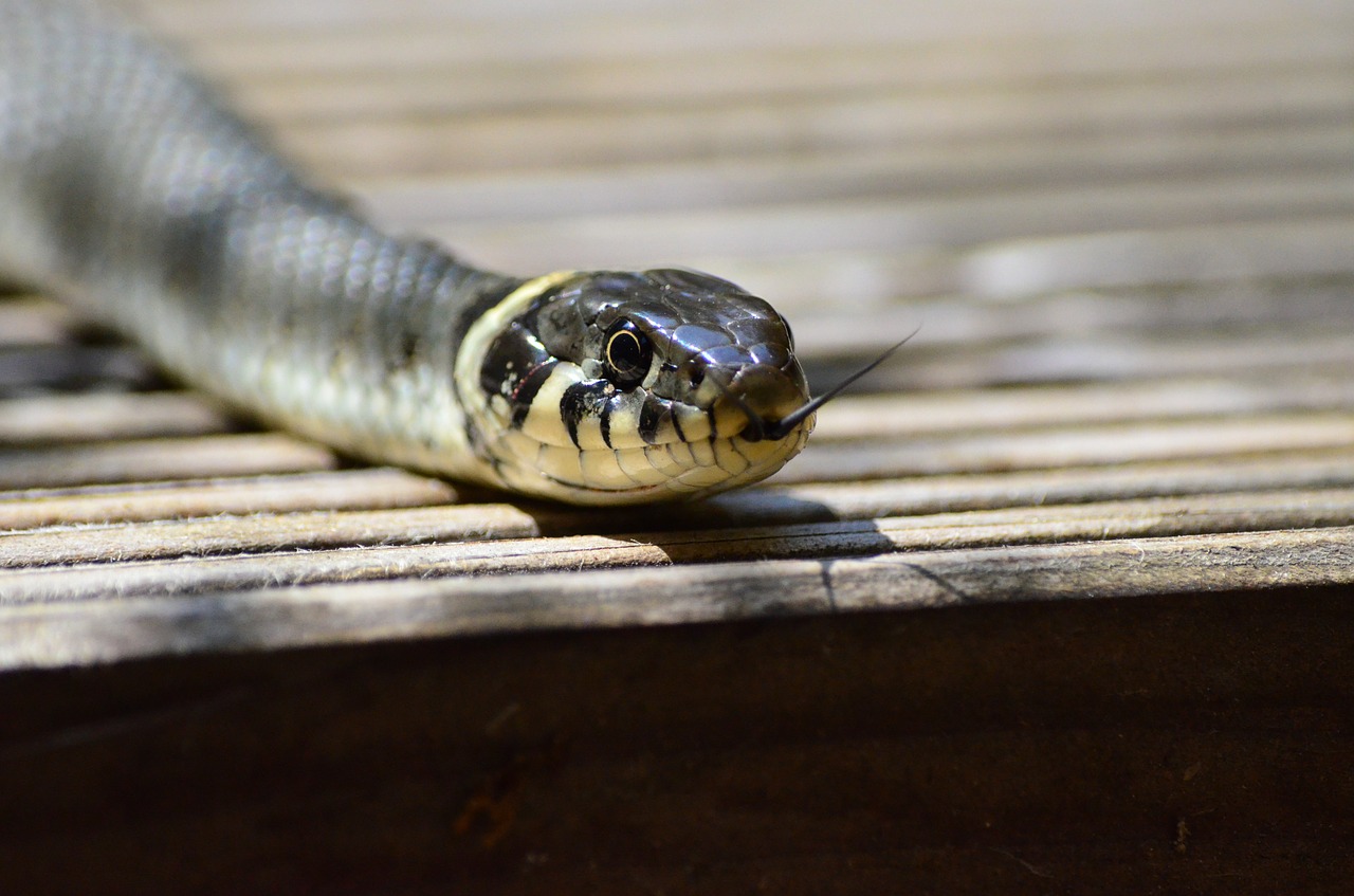 Image - grass snake snake snakehead yellow