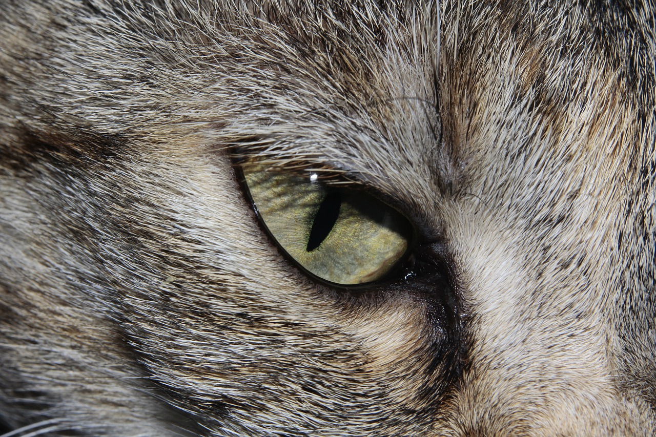 Image - cat cat s eye close cute beautiful