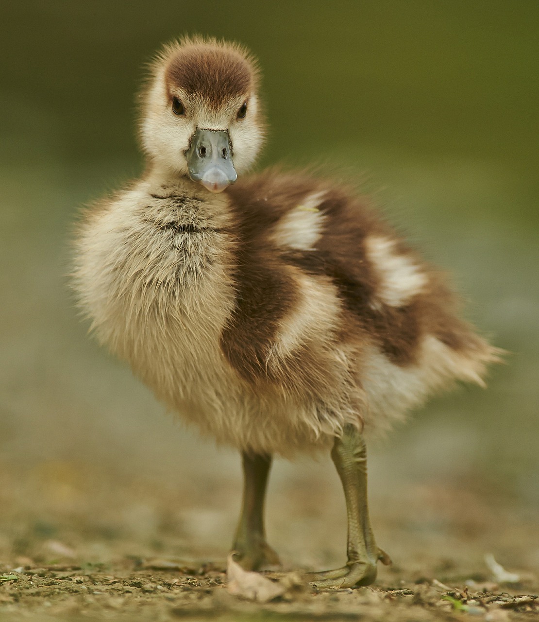 Image - goose duck young feather