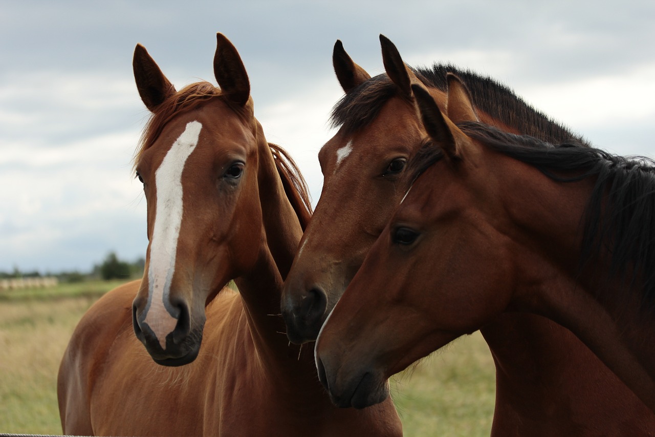 Image - horses horse heads portraits ears