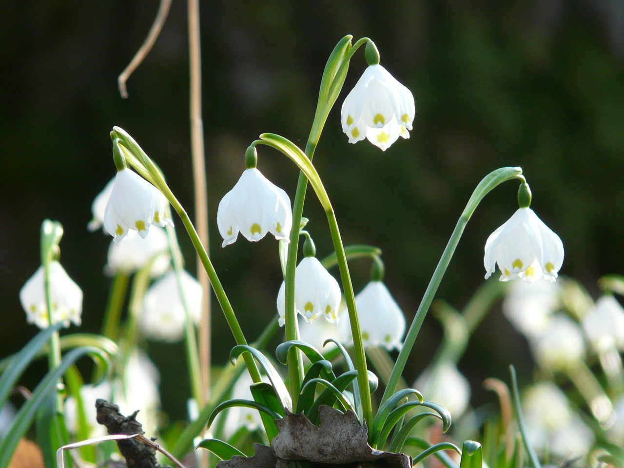 Image - snowflake spring spring flower