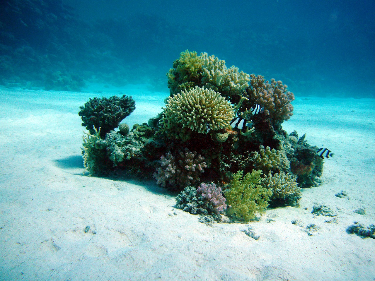 Image - coral underwater oasis ocean floor