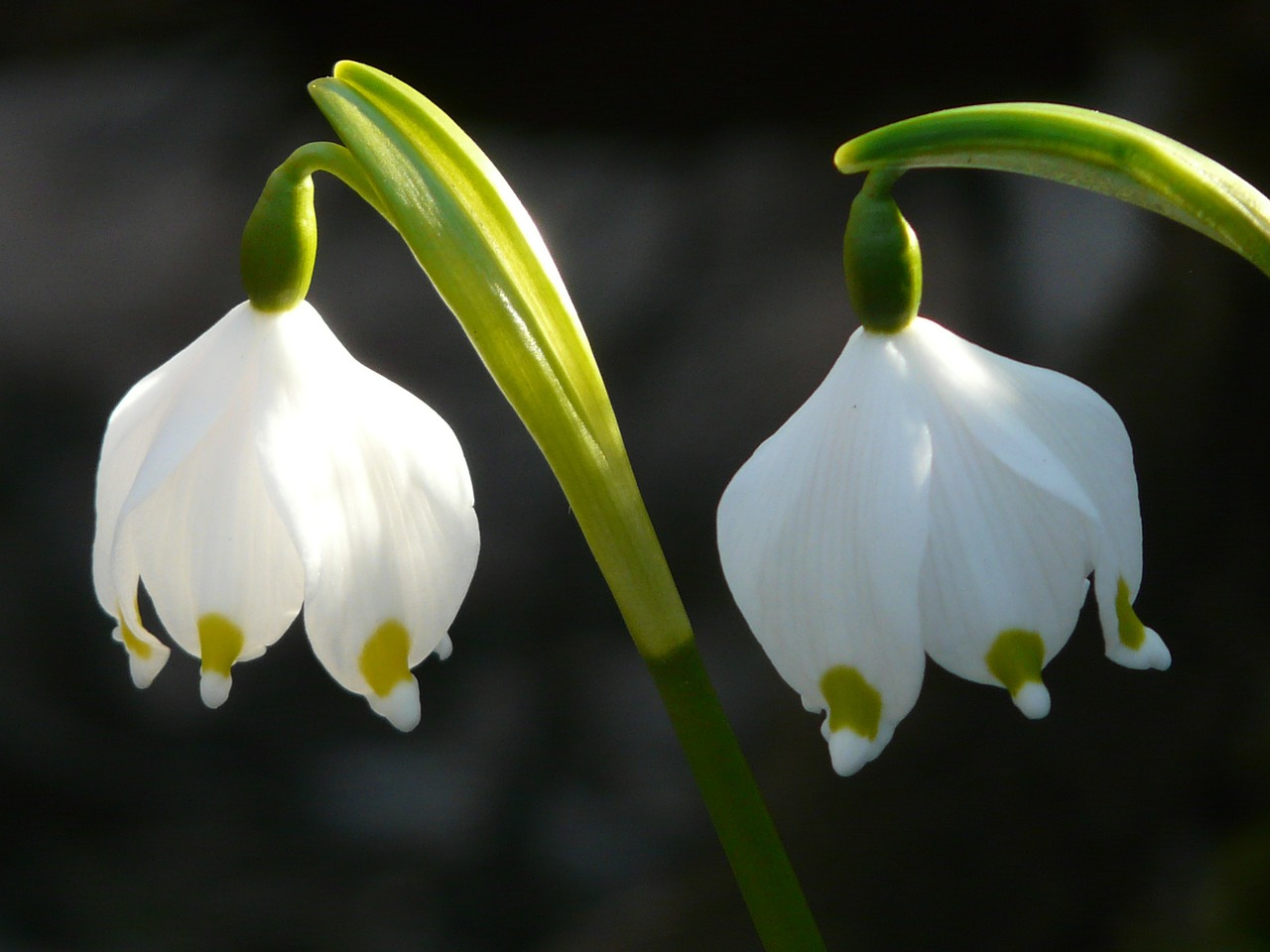 Image - snowflake spring flower blossom