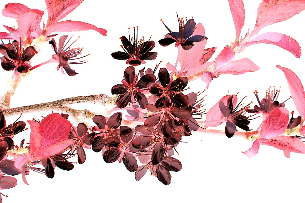Image - flowering twig flowers blossom