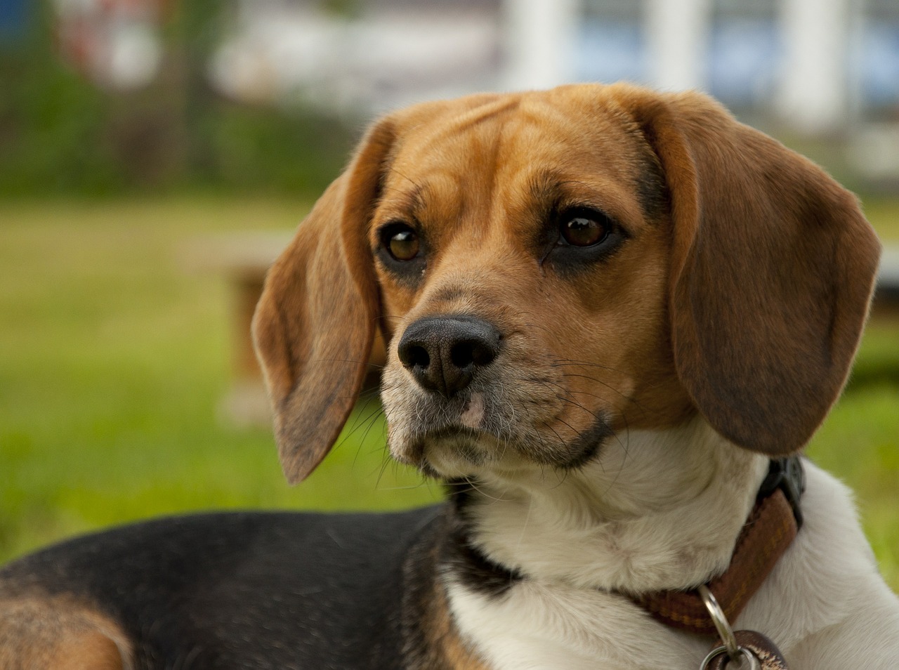 Image - dog animal bigel doggy pet beast