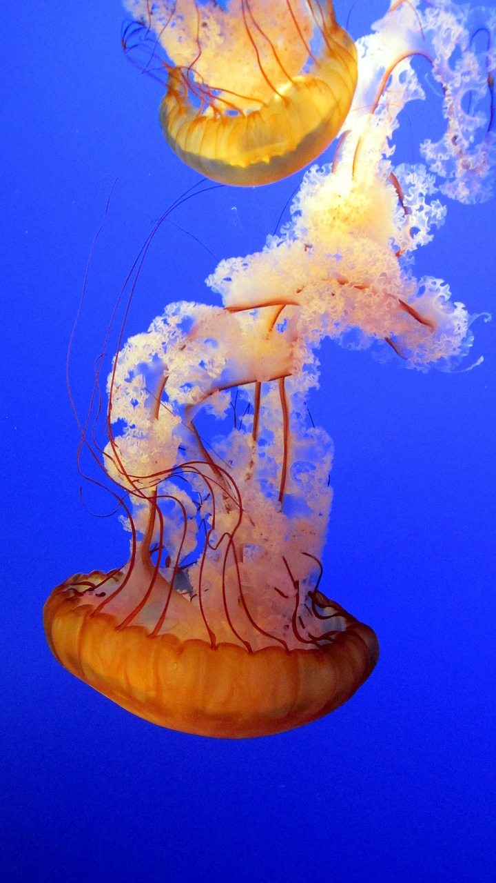 Image - jellyfish blue underwater marine