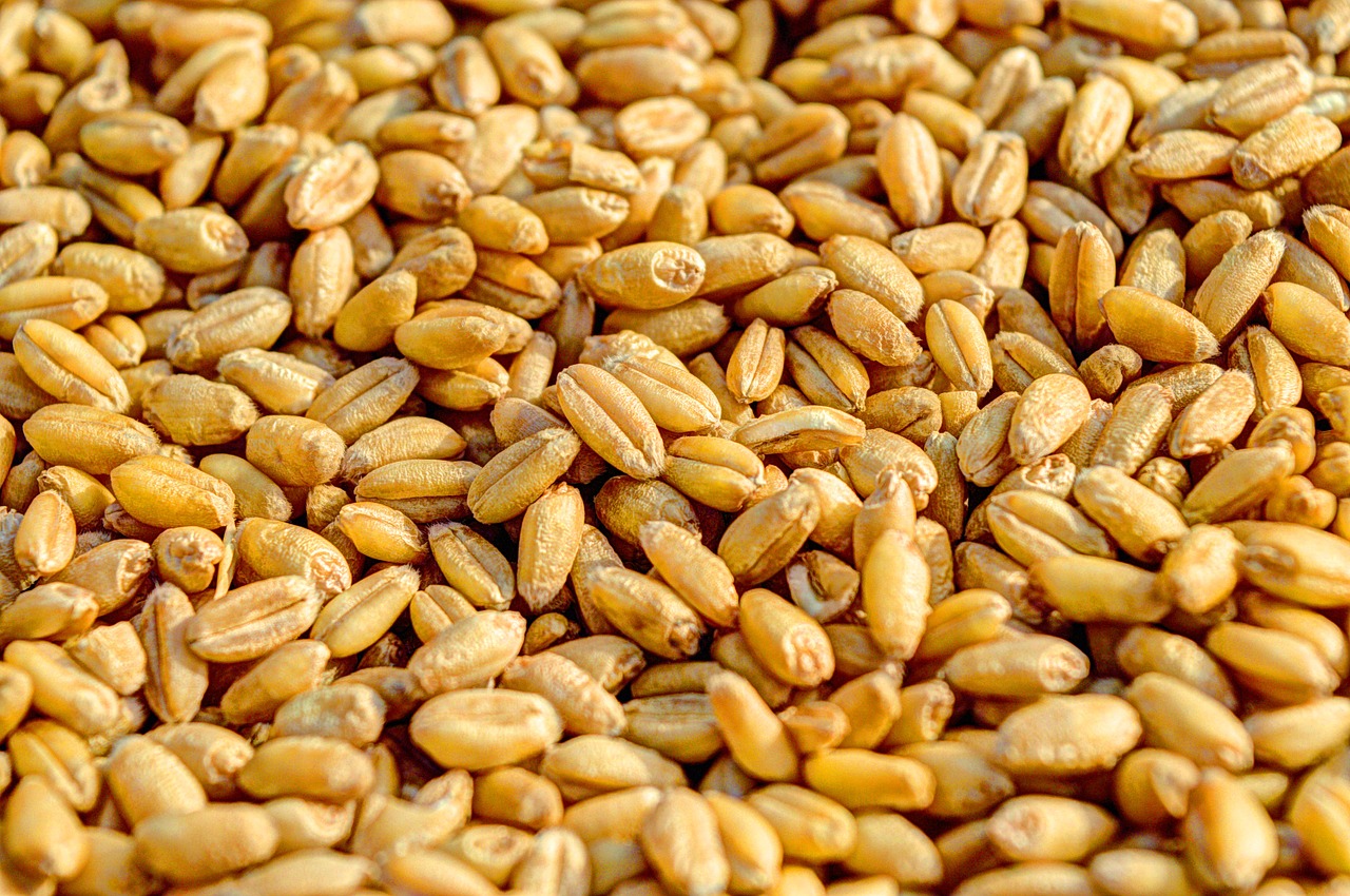 Image - wheat grain agriculture seed crop