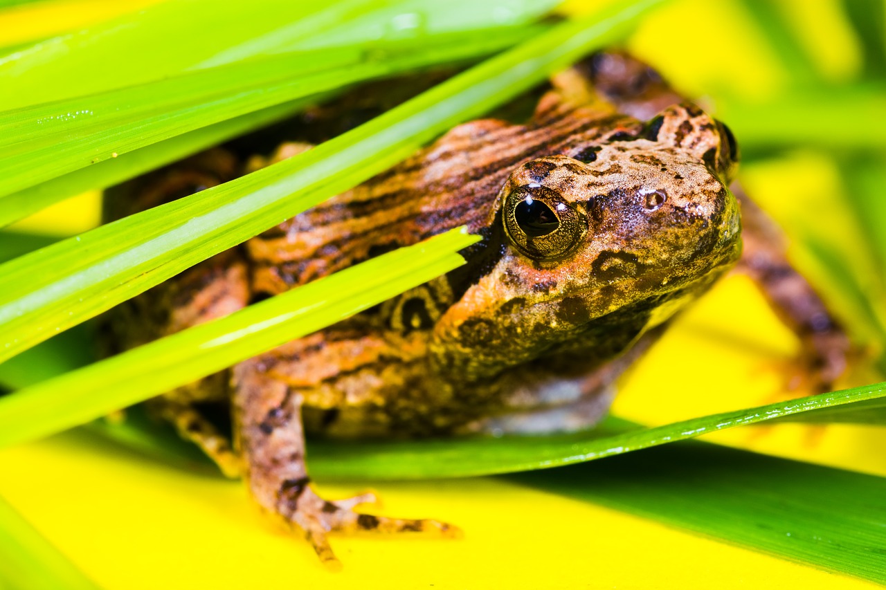 Image - tree frog anuran frog amphibians