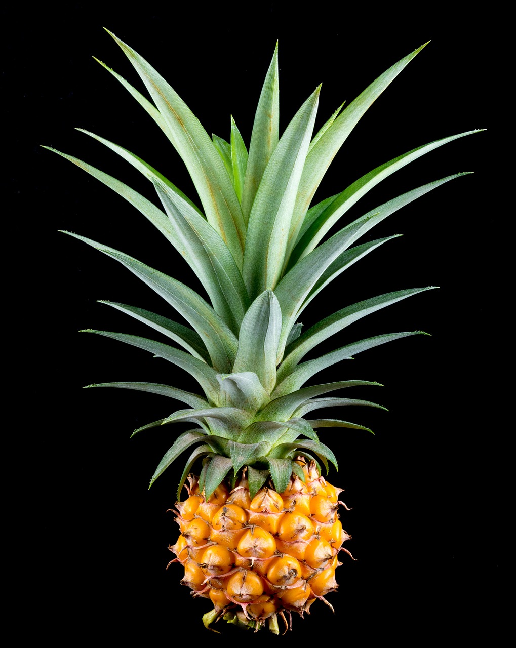 Image - pineapple small pineapple fruit