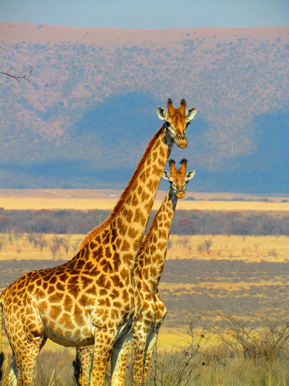 Image - giraffes south africa safari africa