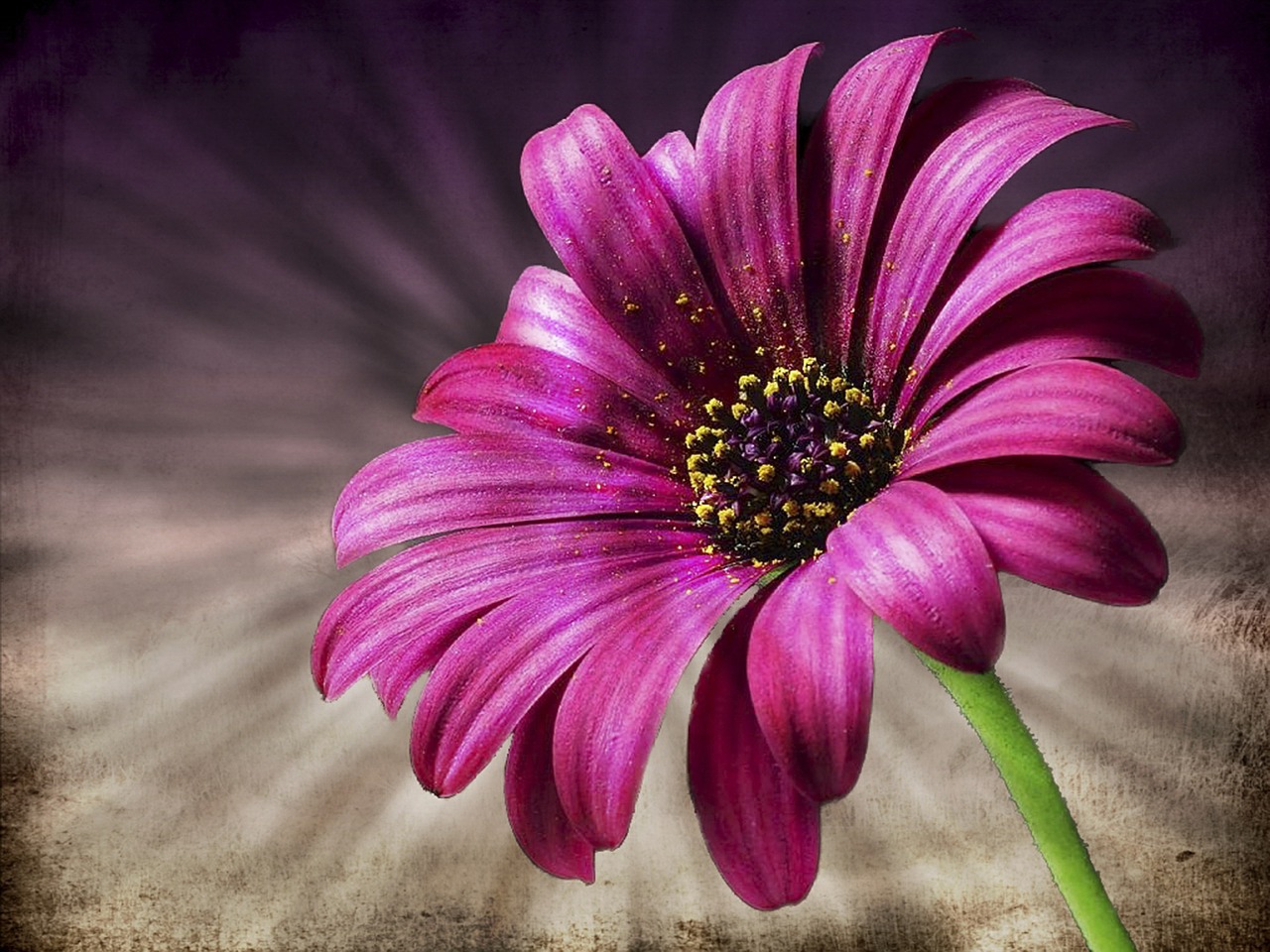 Image - daisy pink flower macro nature