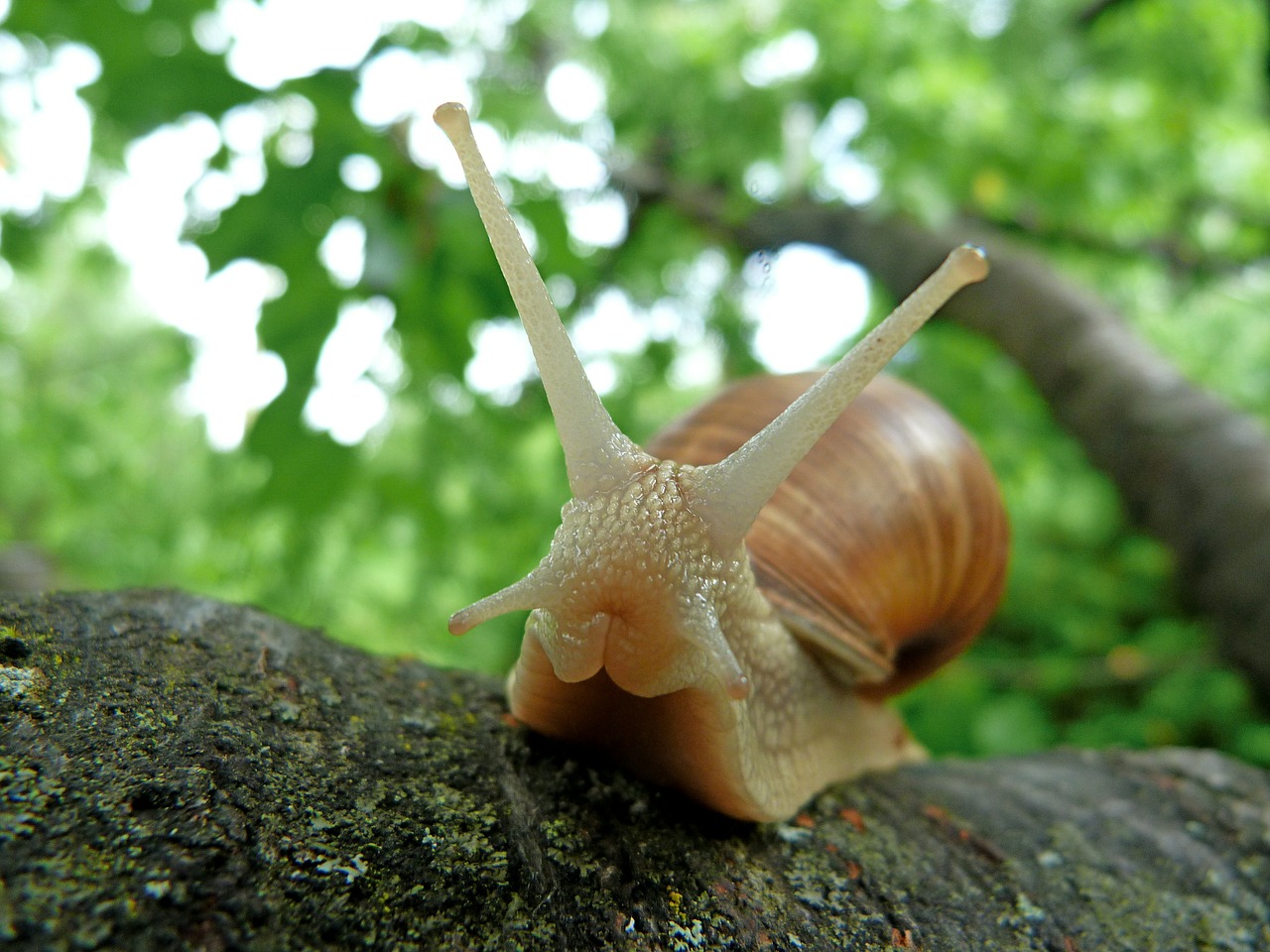 Image - snails nature from the front macro