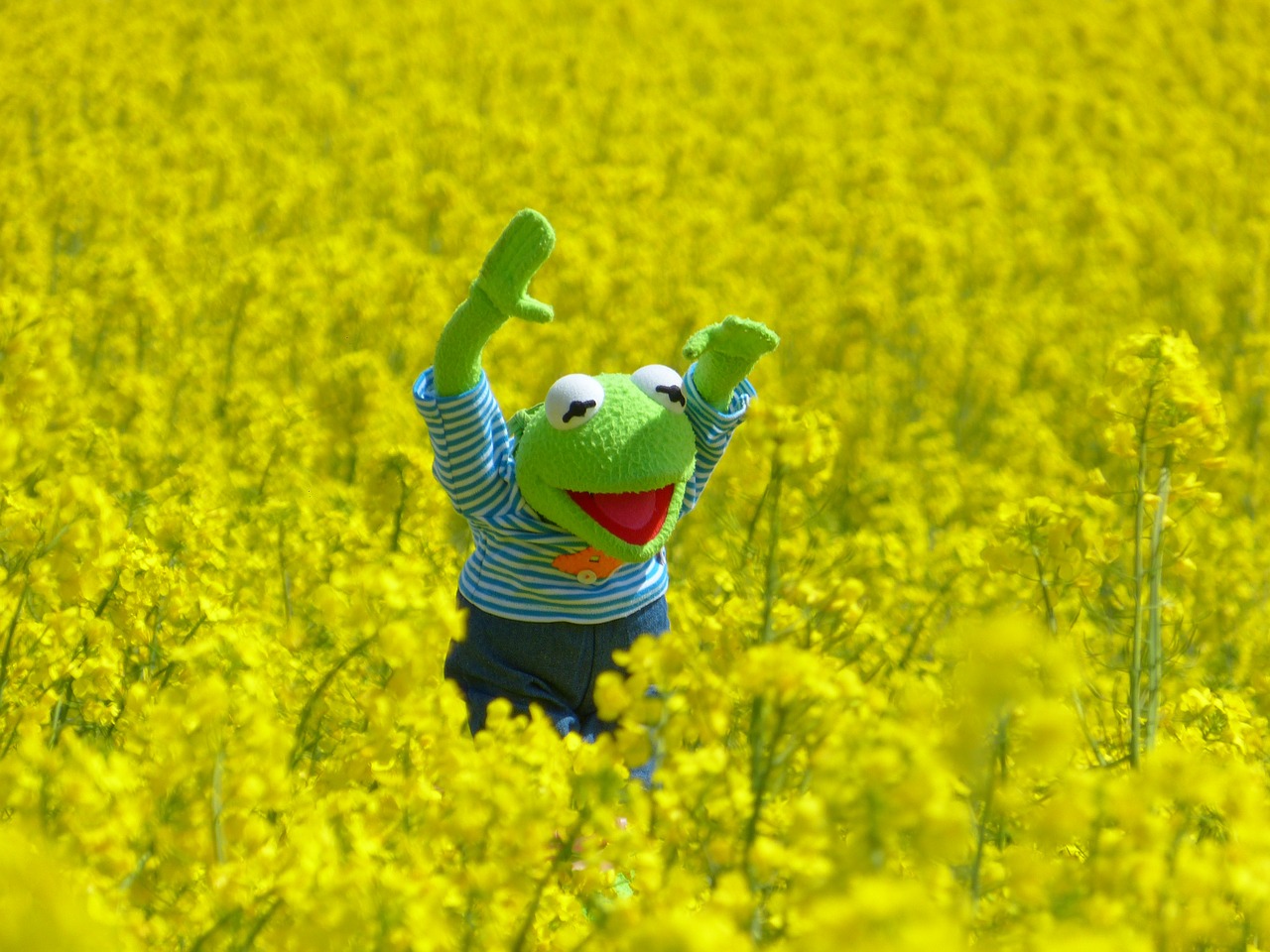 Image - oilseed rape field of rapeseeds frog