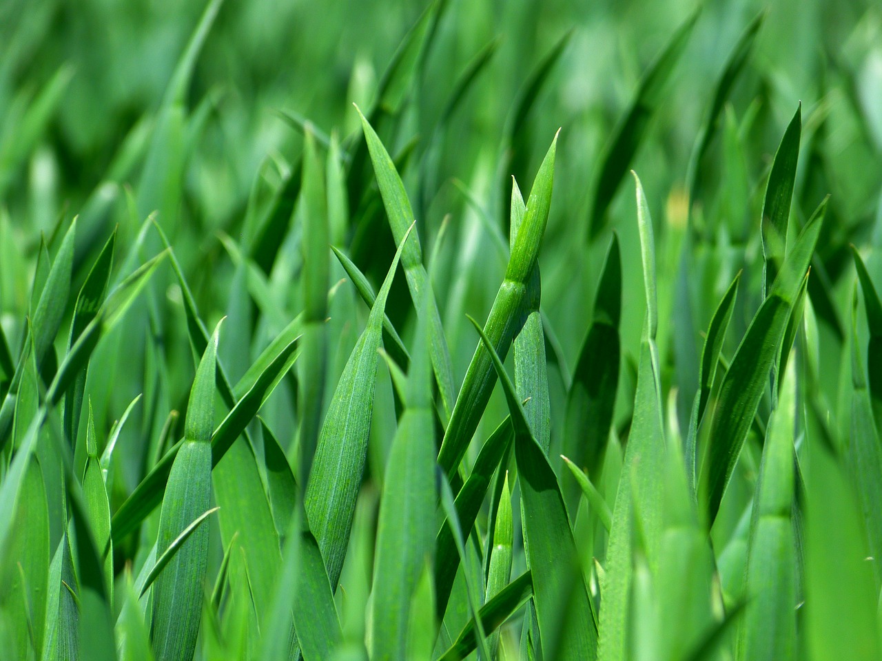 Image - grass blades of grass nature meadow