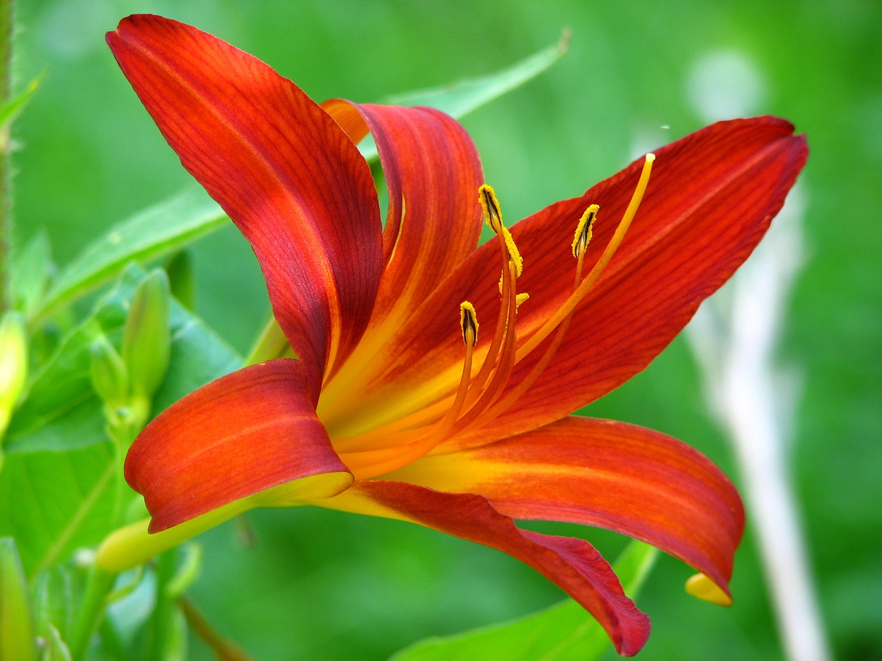 Image - lily flower red blossom bloom