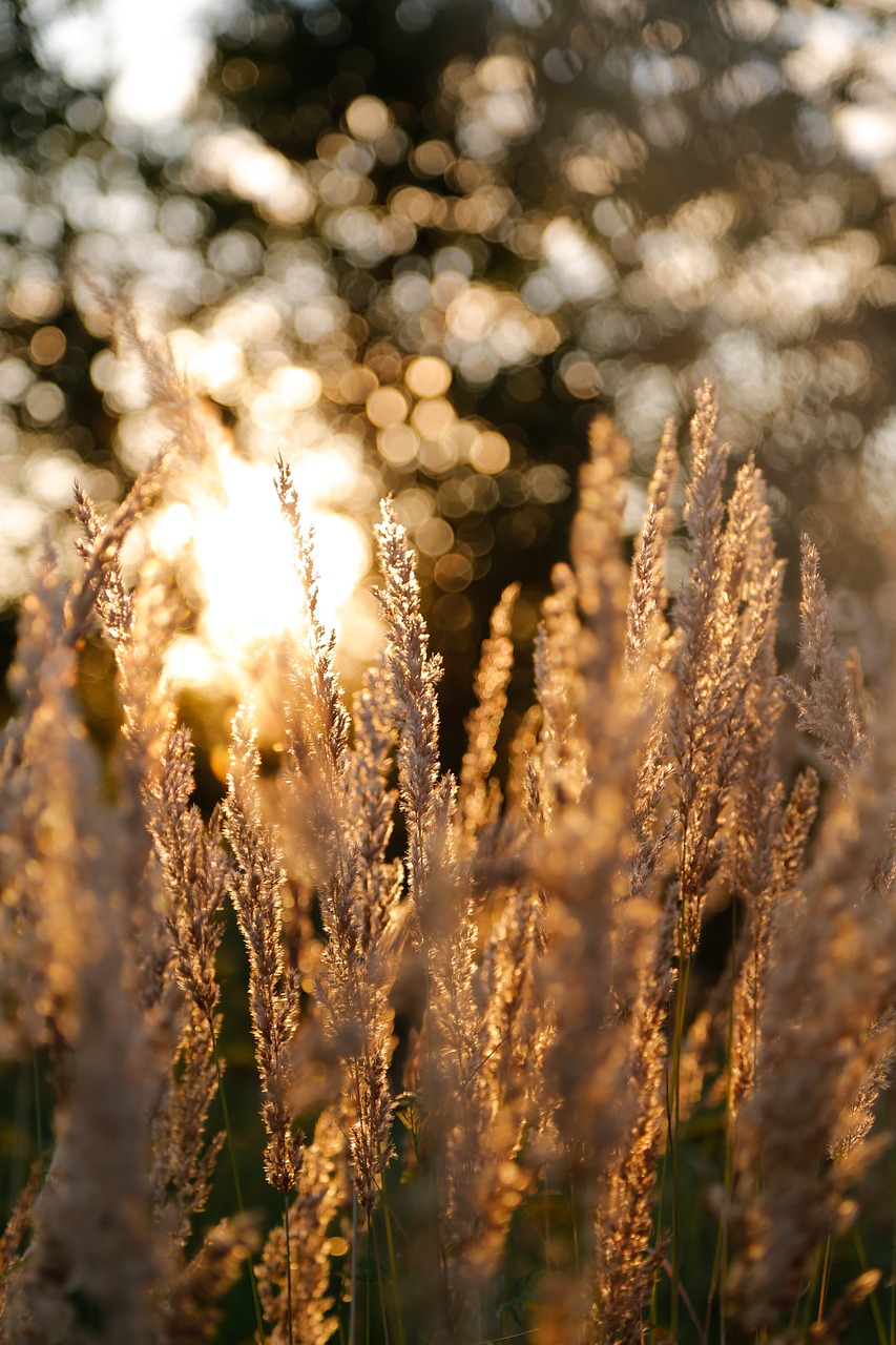 Image - grasses meadow grass evening