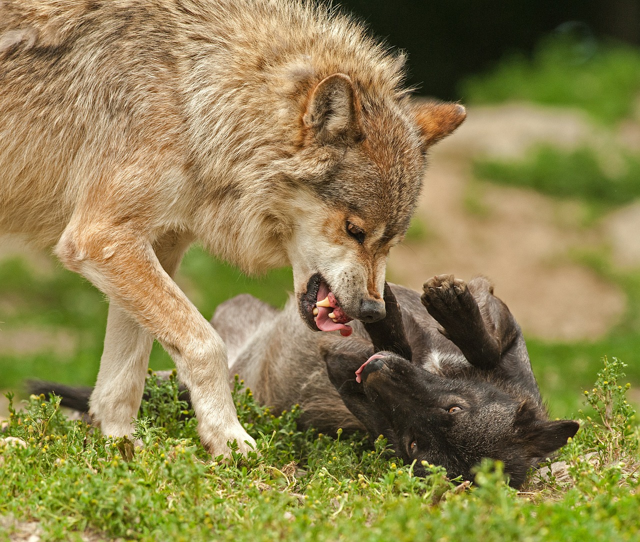 Image - wolf predator prey fight attack