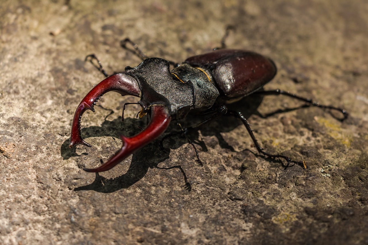 Image - stag beetle great stag beetle