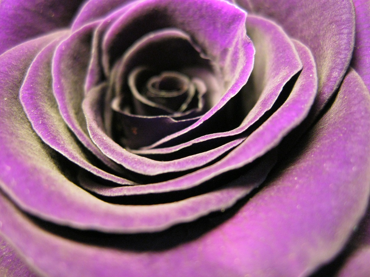 Image - rose bloom rose violet flower