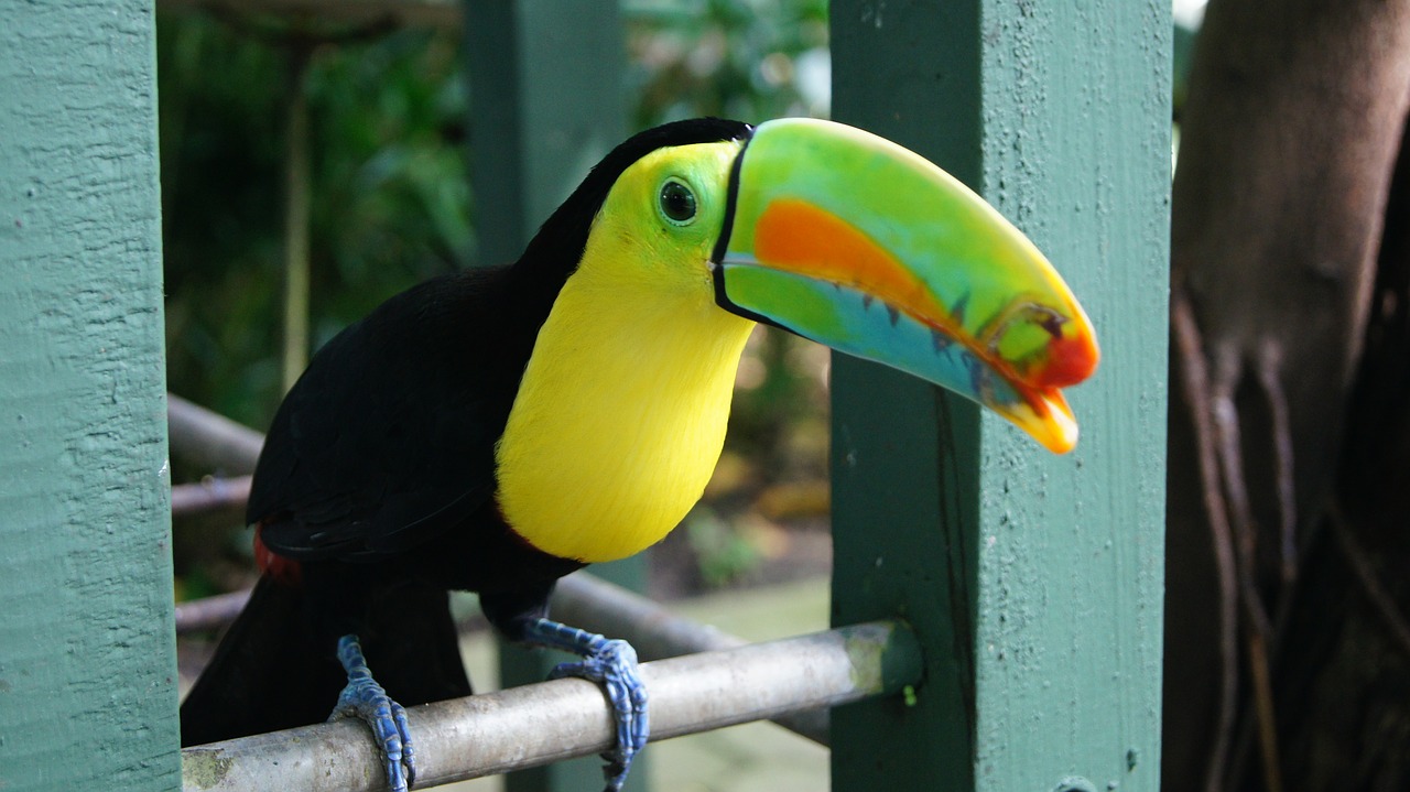 Image - toucan bird colorful animal