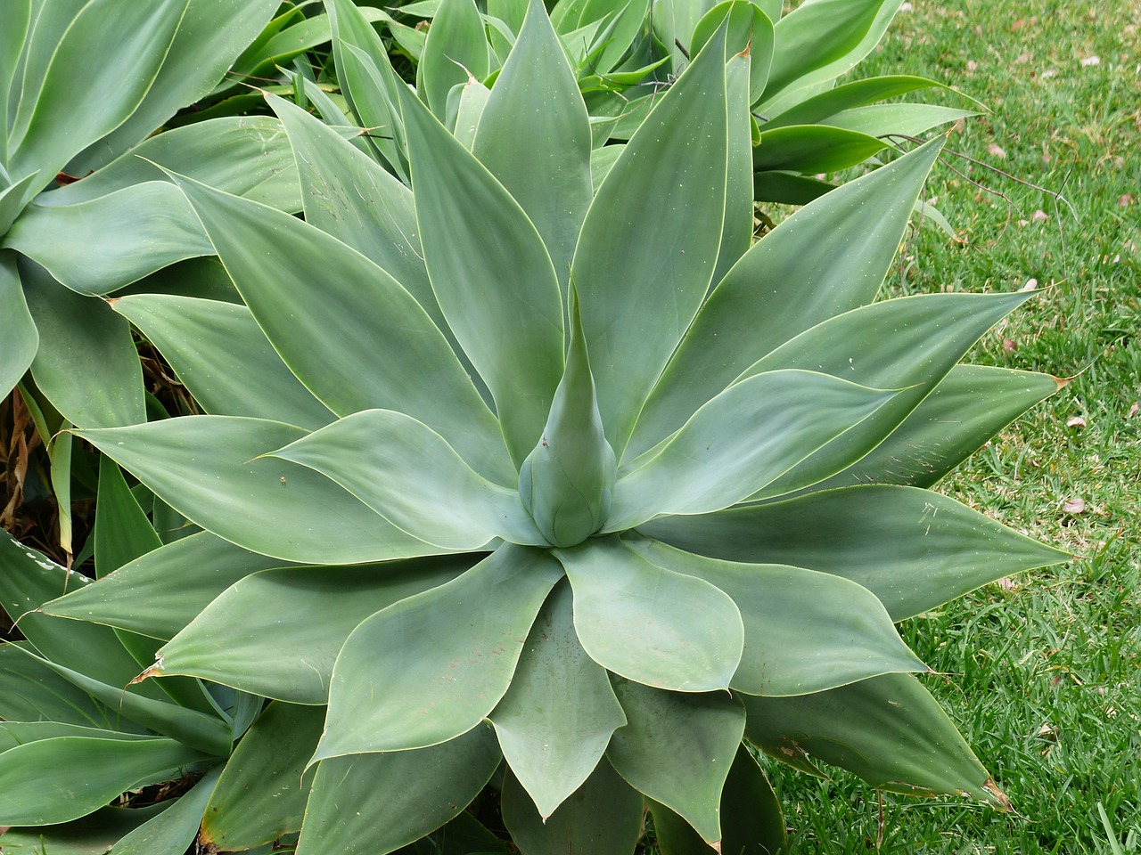 Image - dragon tree agave leaves plant
