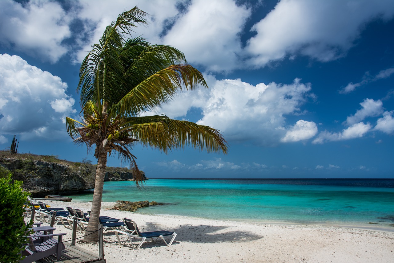 Image - beach palm tree palm tropical