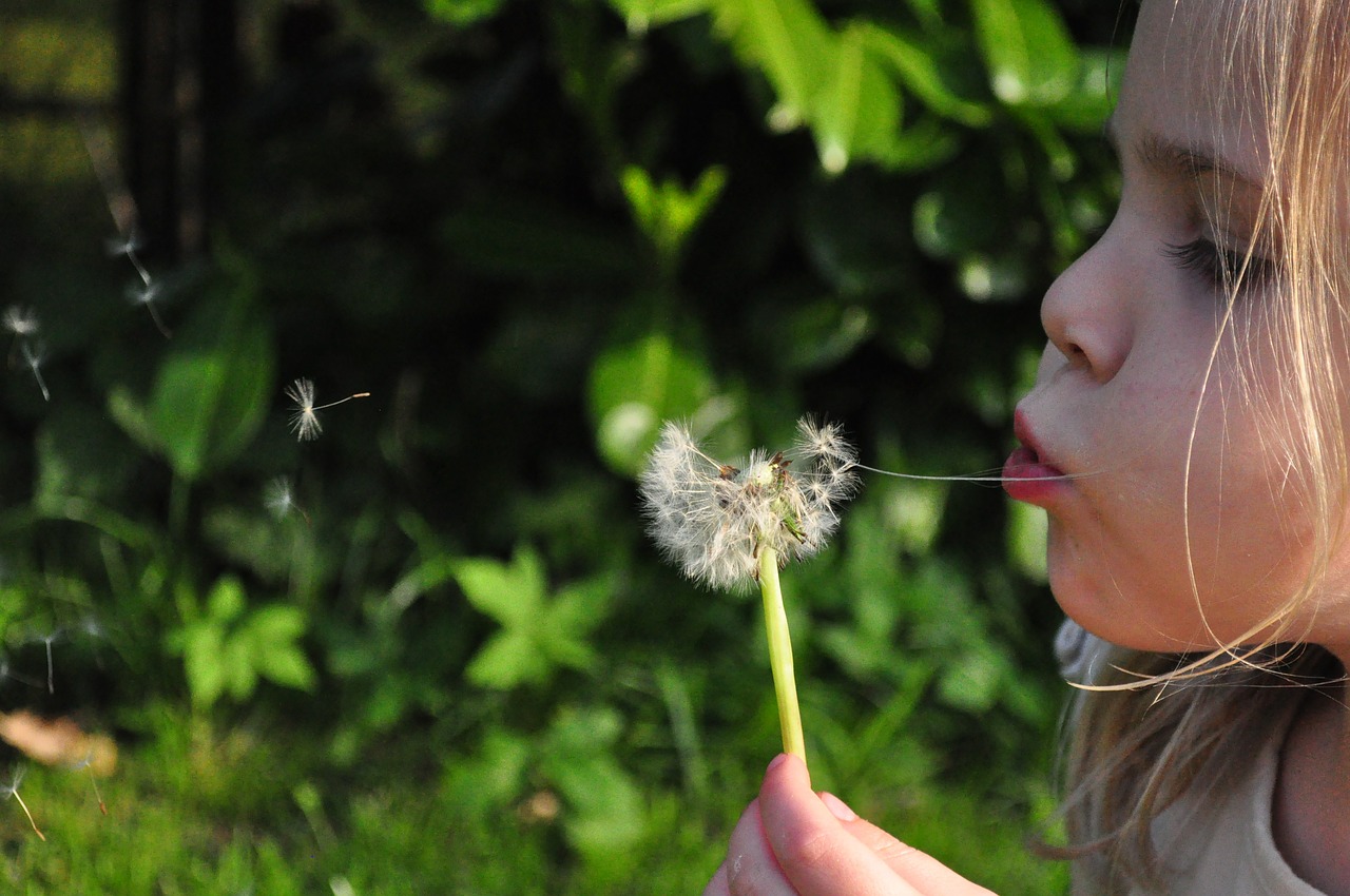 Image - blowball dandelion girl blowing