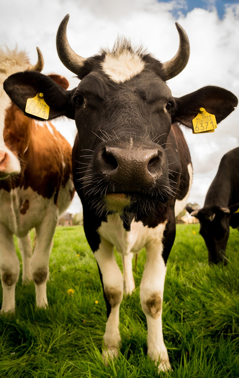 Image - livestock cow cattle rural mammal