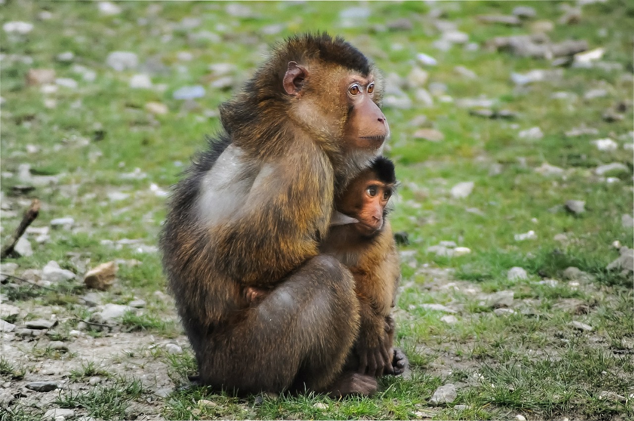 Image - barbary ape ape barbary macaque