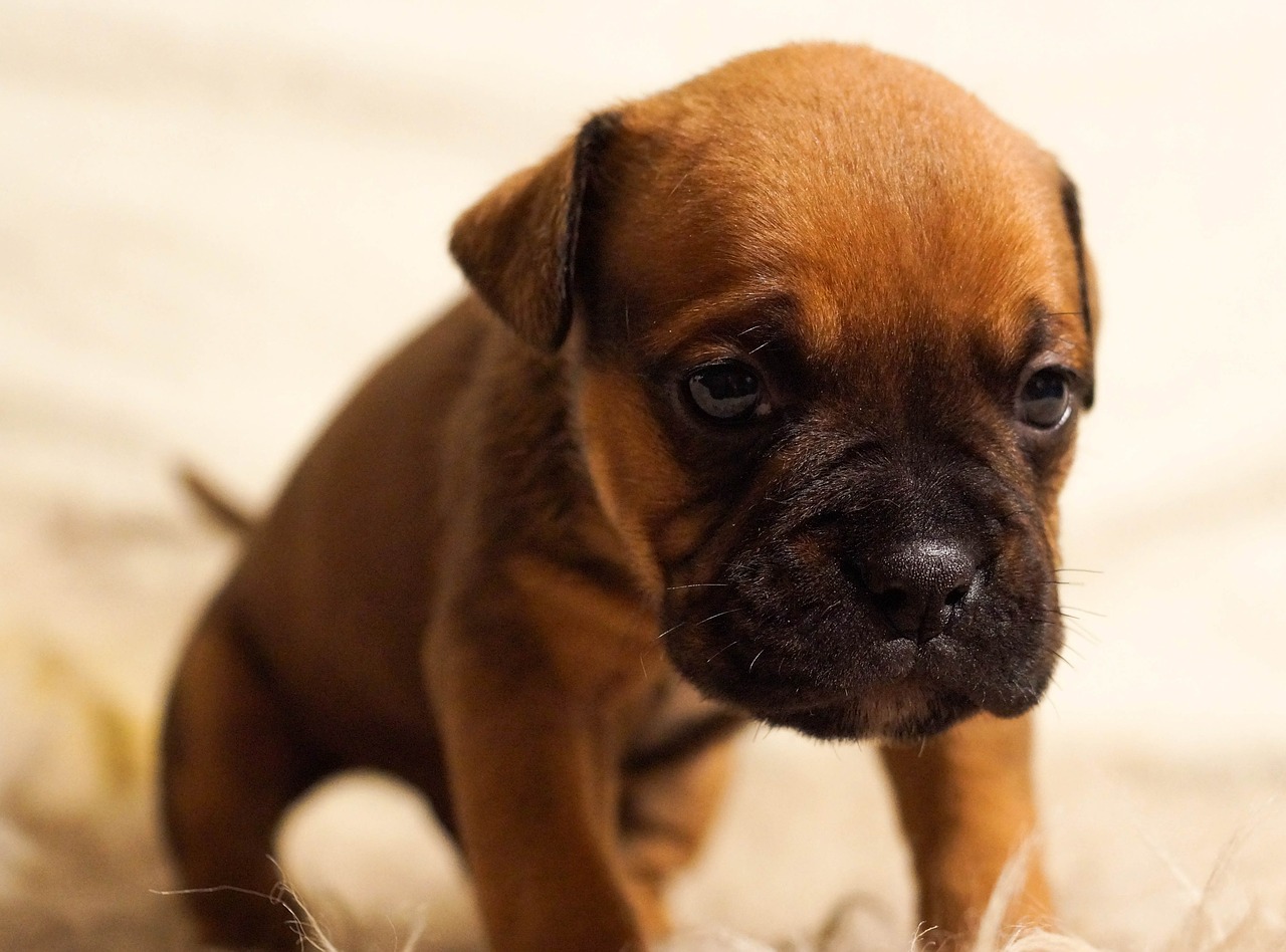 Image - puppy dog pet cute brown sitting