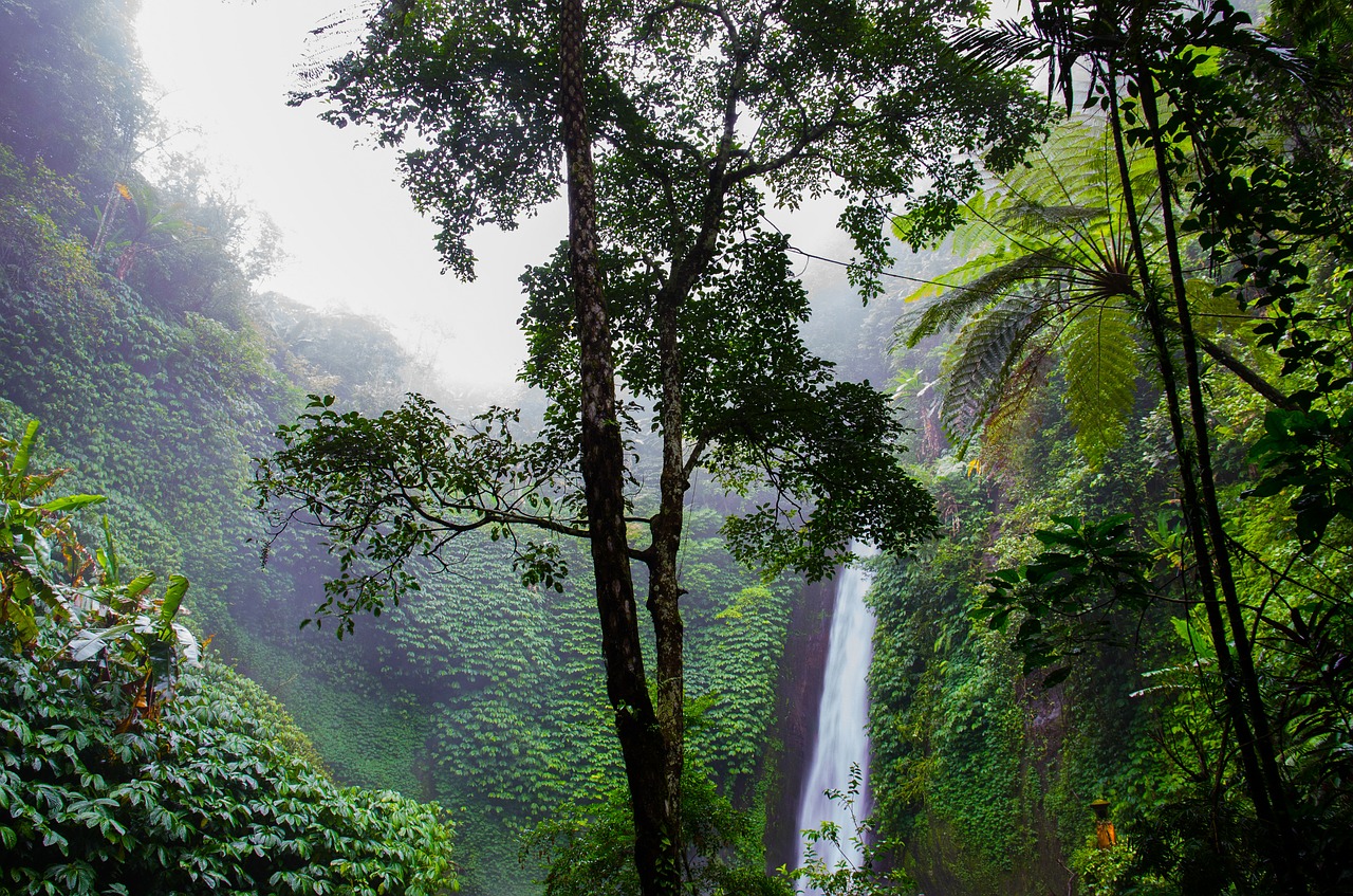 Image - waterfall rainforest forest nature