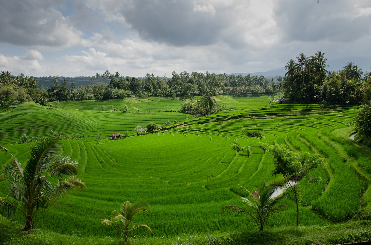 Image - rice terraces paddy paddies