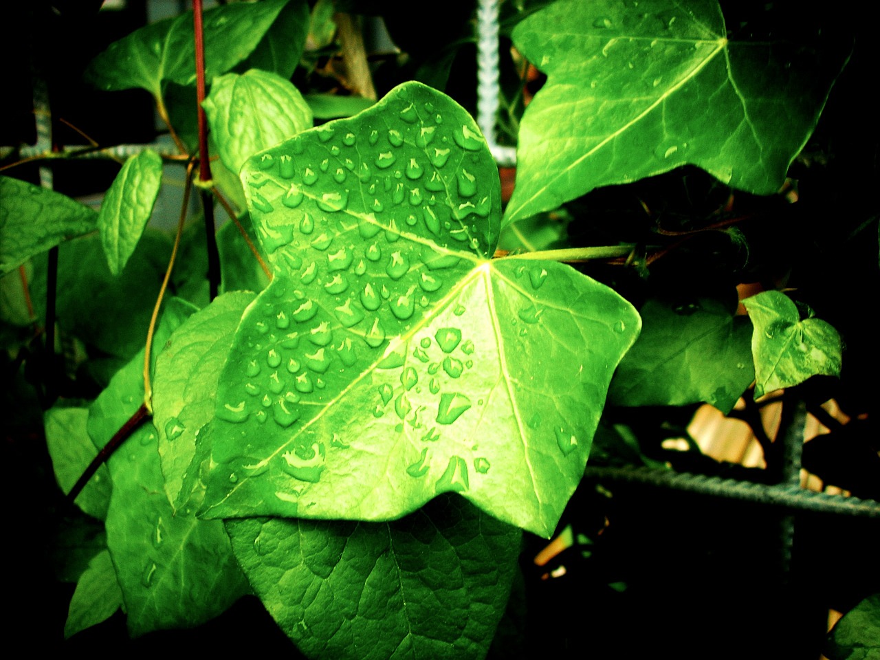 Image - foliage vine climbing plant ivy