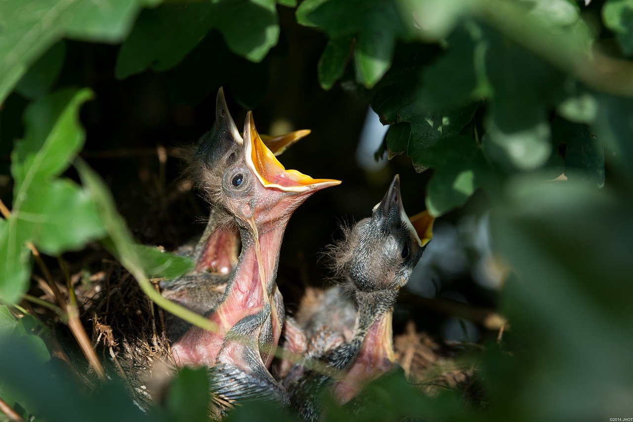 Image - nest bird s nest nesting blackbirds