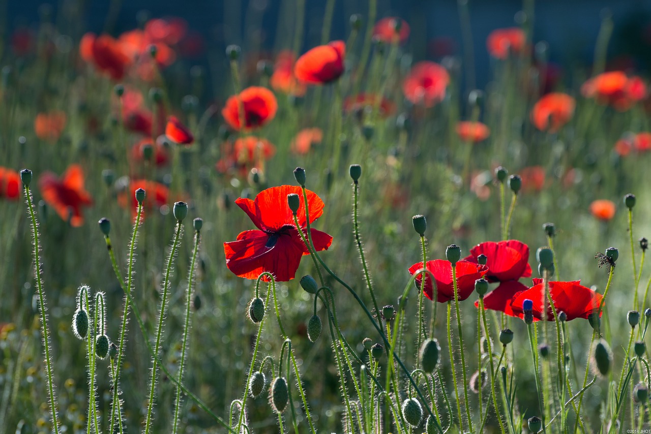 Image - poppies flowers nature summer