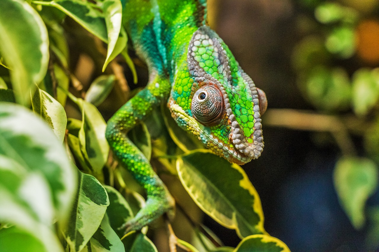 Image - chameleon párduckaméleon