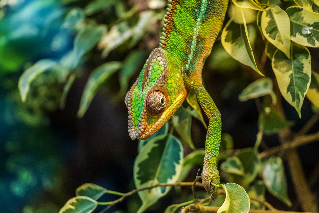 Image - chameleon párduckaméleon