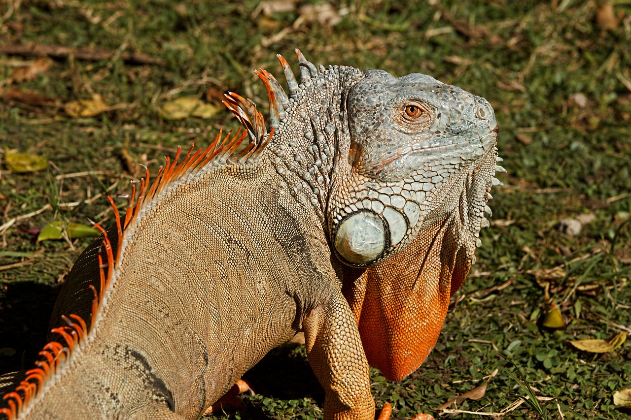 Image - iguana reptile lizard dragon