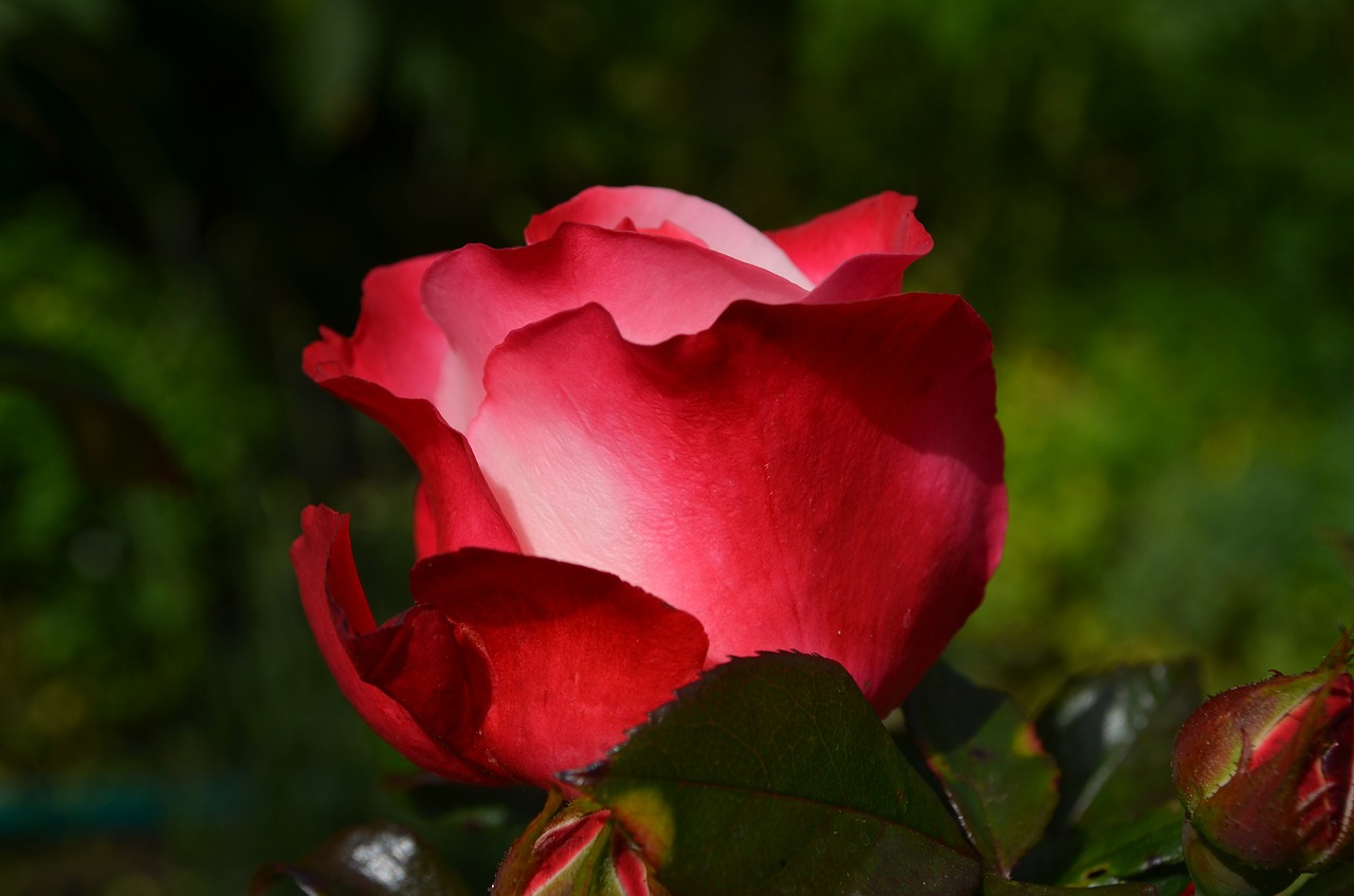 Image - rose red flower blossom bloom