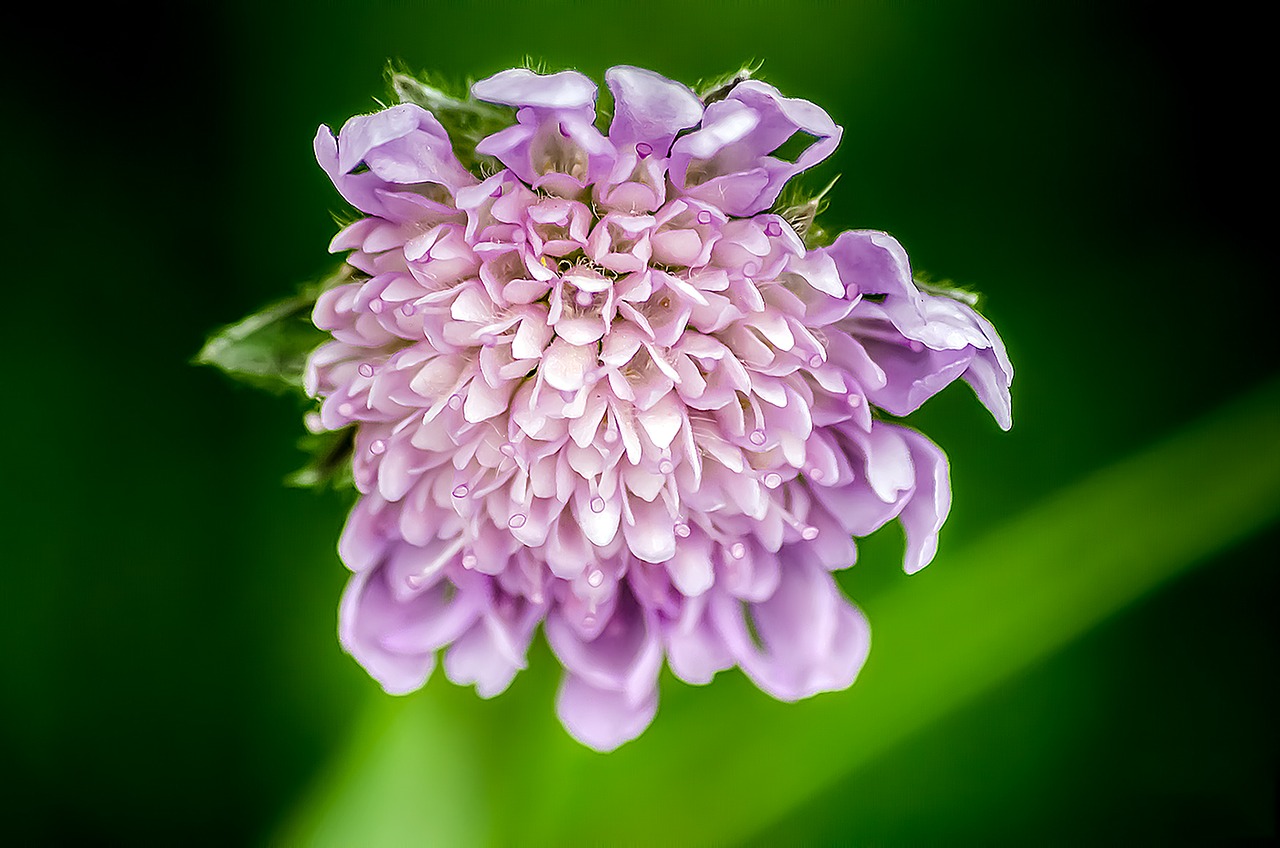 Image - pincushion flower flower