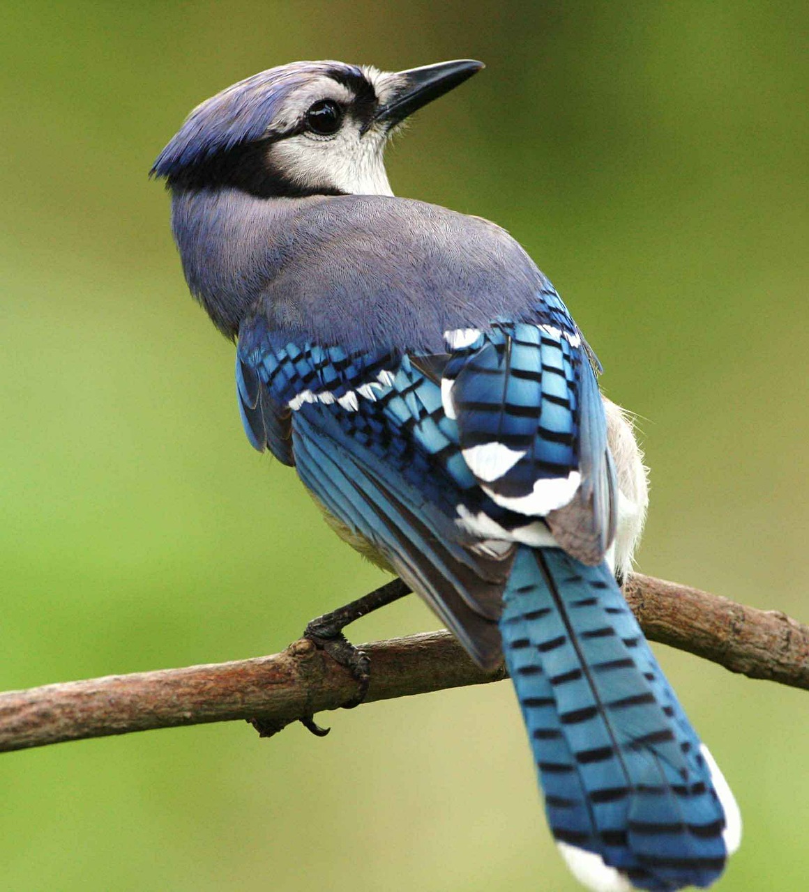 Image - bird blue cristata cyanocitta jay