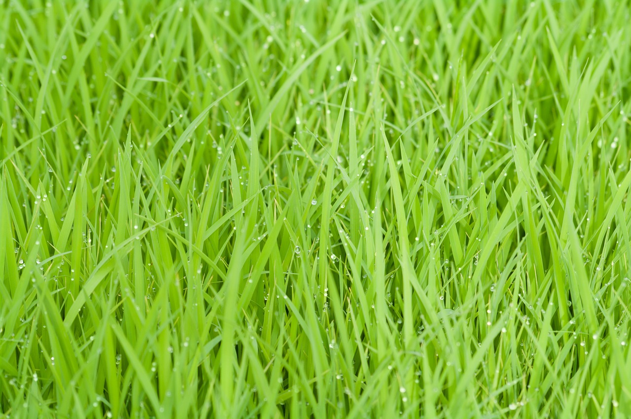 Image - rice field green grass nature