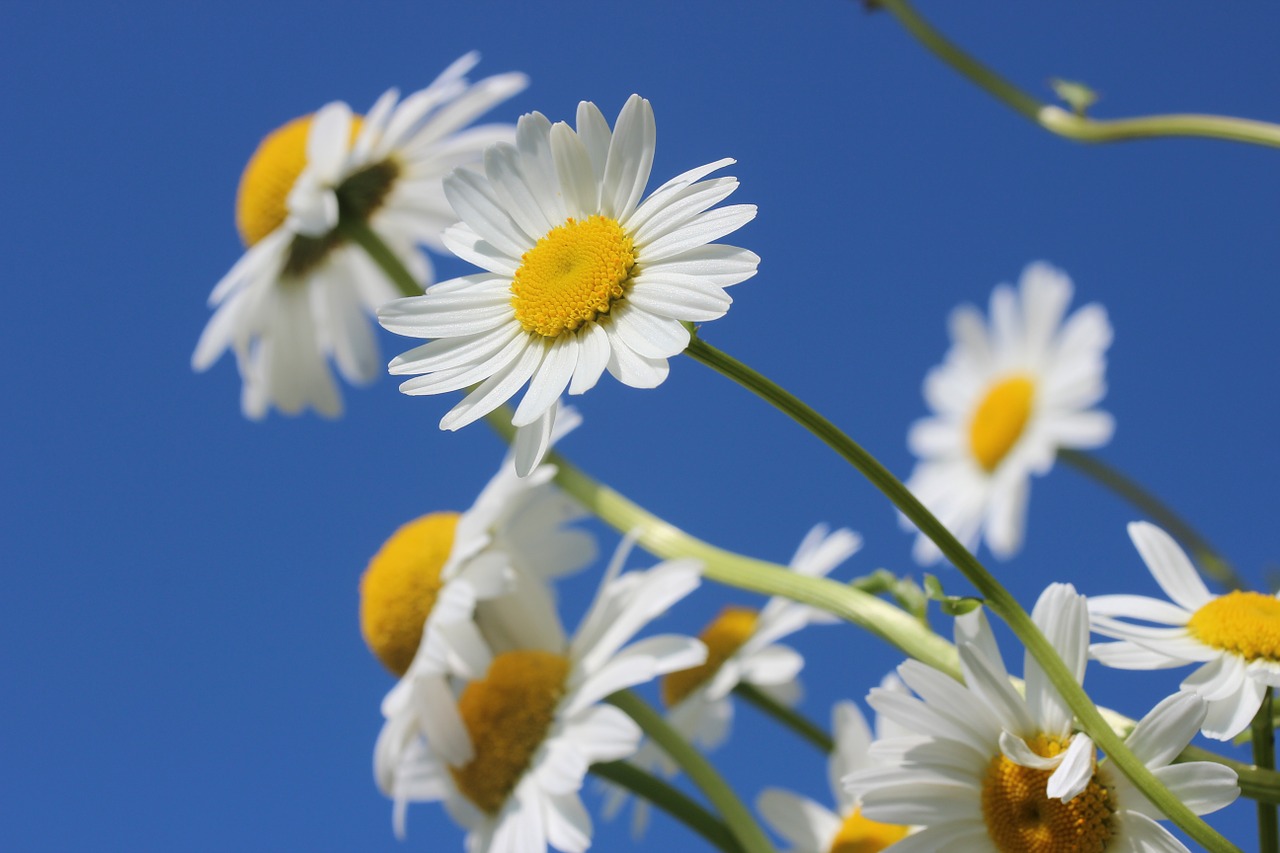 Image - daisies flower spring plant nature