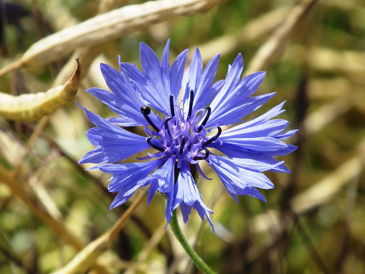 Image - cornflower blue oilseed rape