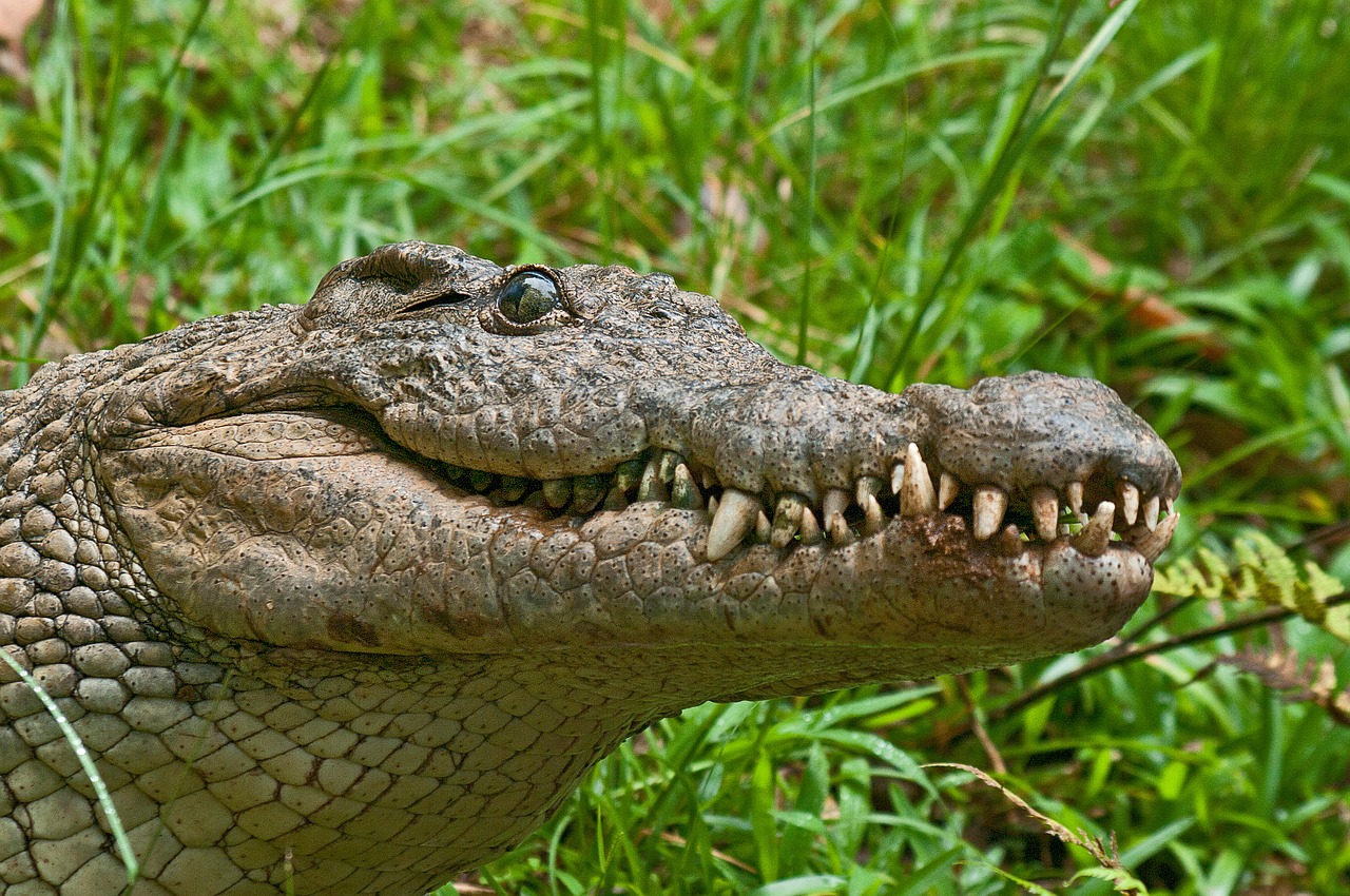 Image - crocodile alligator predator