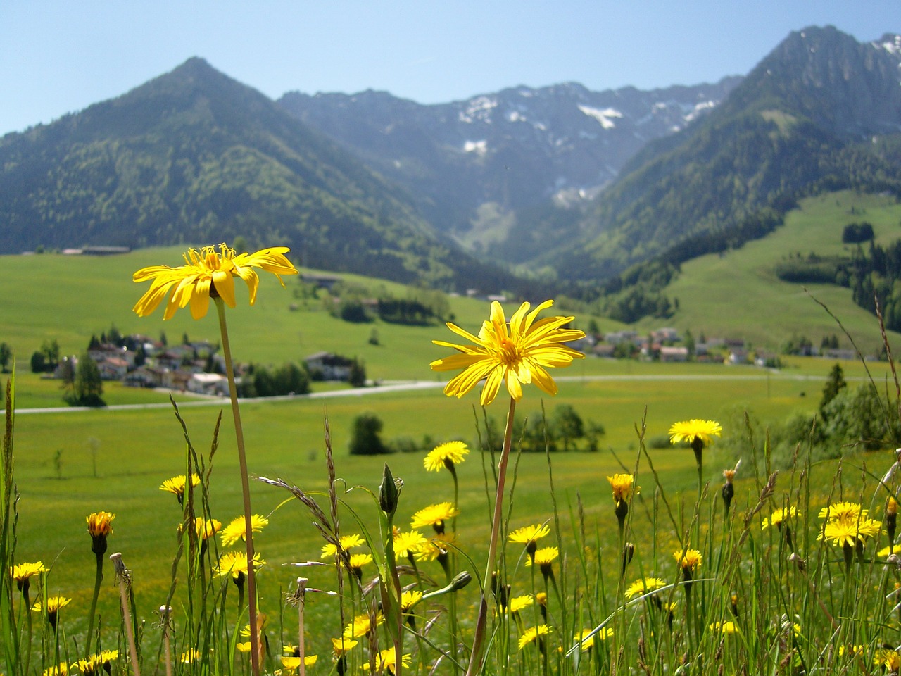 Image - flowers landscape kaiser mountains