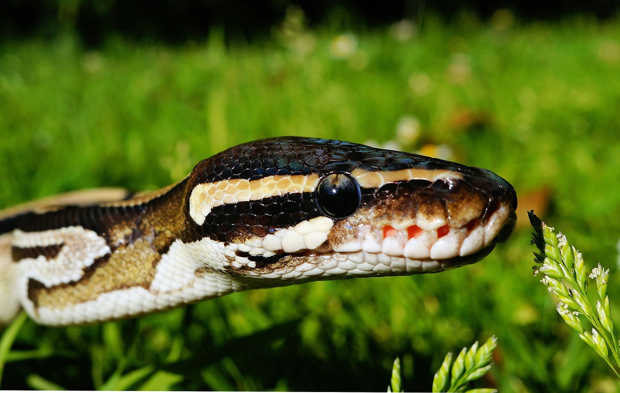 Image - snake python mojave wilderness