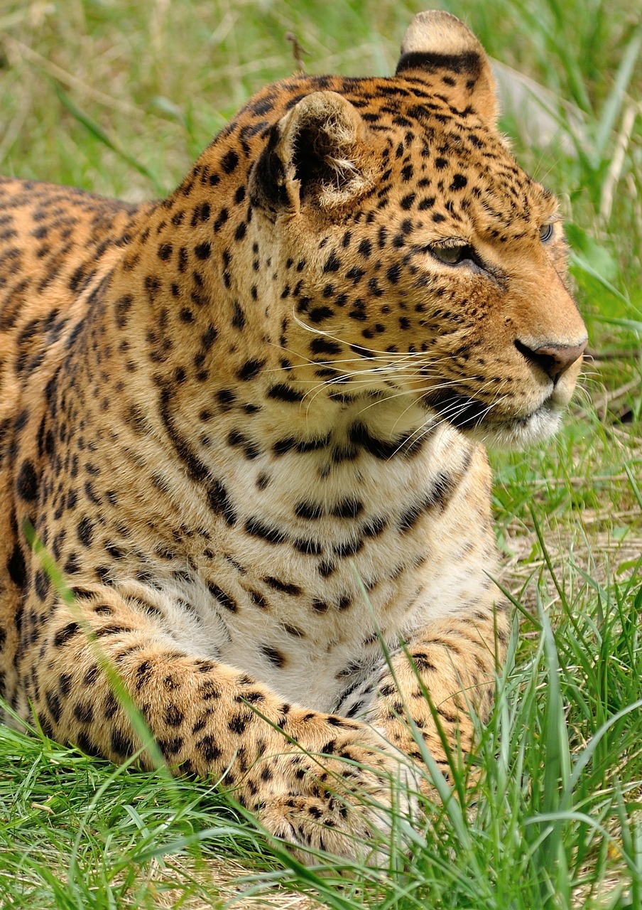 Image - leopard predator wildcat zoo