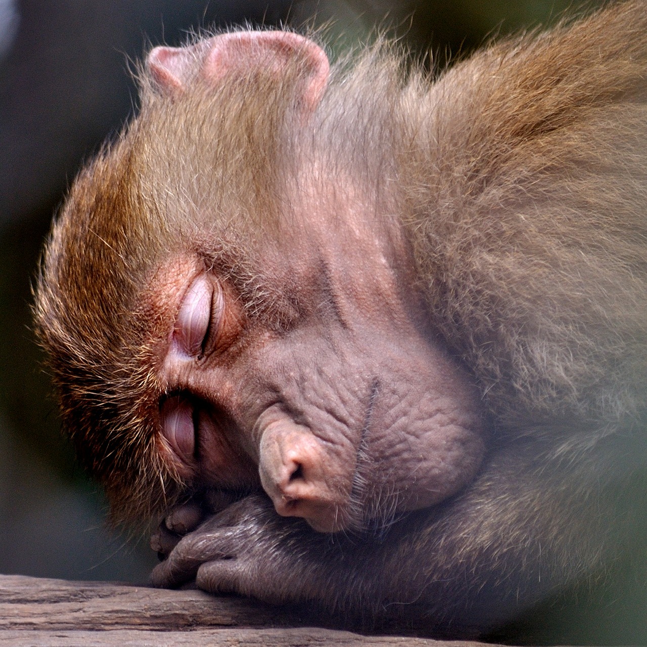 Image - monkey ape sleeping zoo animal