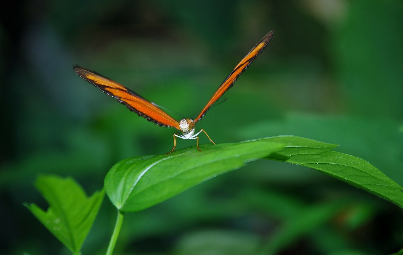 Image - dryas julia julia longwin butterfly